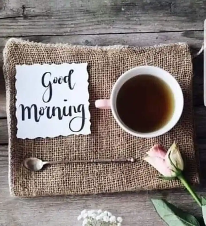 good morning photos animals