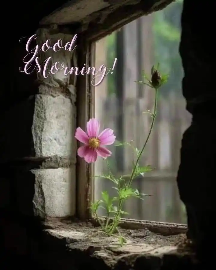 good morning pic dear