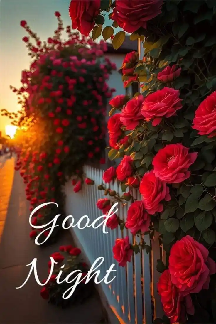 good night my all friends photo